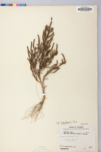 Salicornia bigelovii image