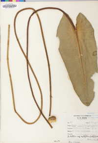Nuphar sagittifolia image