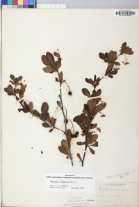 Berberis canadensis image