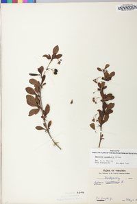 Berberis canadensis image