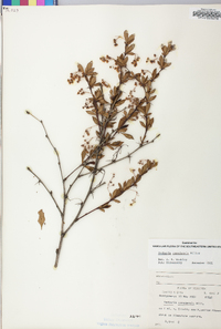 Berberis canadensis image