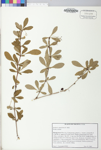 Berberis canadensis image