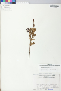 Berberis canadensis image