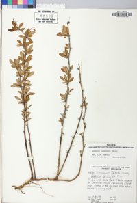 Berberis canadensis image