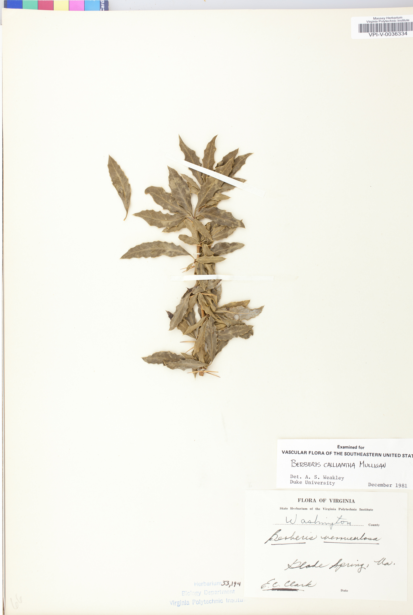 Berberis calliantha image