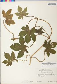 Humulus japonicus image