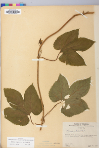 Humulus lupulus image