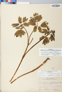 Caulophyllum thalictroides image