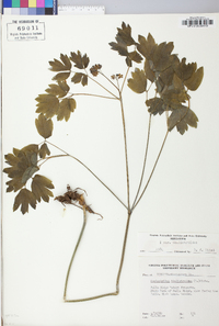 Caulophyllum thalictroides image