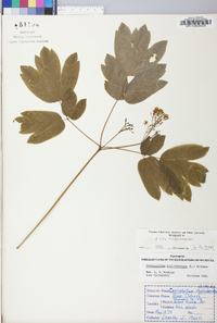 Caulophyllum thalictroides image