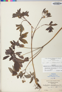 Caulophyllum thalictroides image