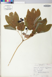 Caulophyllum thalictroides image