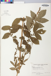 Agrimonia gryposepala image