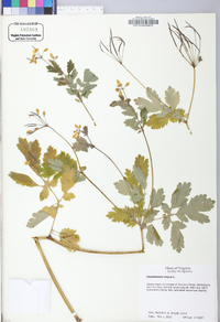 Chelidonium majus image