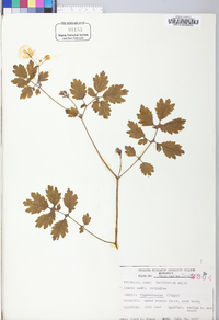 Chelidonium majus image