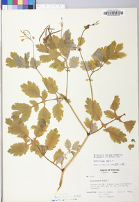 Chelidonium majus image