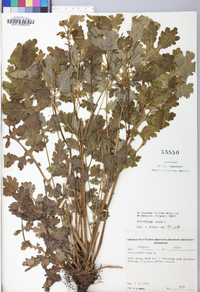 Chelidonium majus image