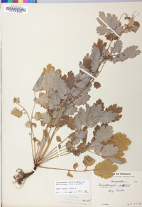 Chelidonium majus image