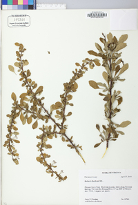 Berberis thunbergii image