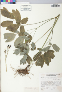 Caulophyllum thalictroides var. giganteum image