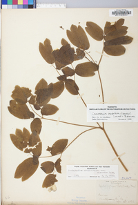 Caulophyllum thalictroides var. giganteum image