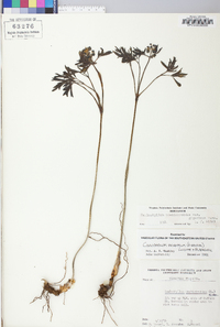 Caulophyllum thalictroides image