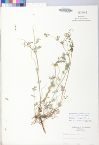 Corydalis flavula image