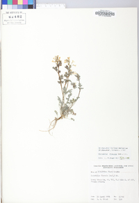 Corydalis flavula image