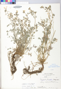 Corydalis flavula image