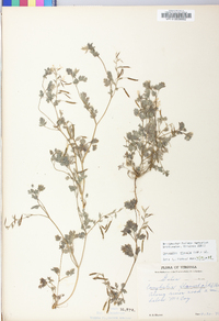 Corydalis flavula image