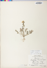 Corydalis flavula image