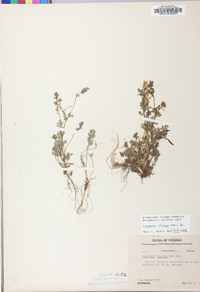 Corydalis flavula image