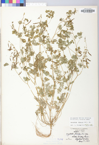 Corydalis flavula image