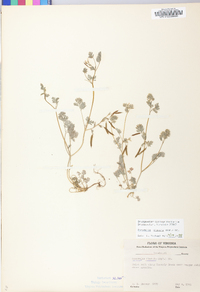 Corydalis flavula image