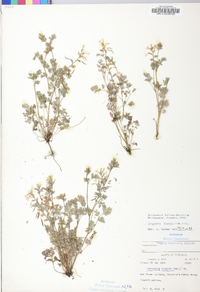 Corydalis flavula image