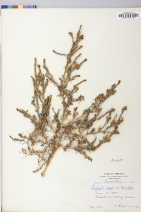 Salsola tragus image