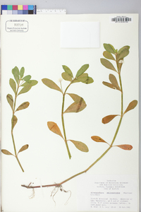Alternanthera philoxeroides image