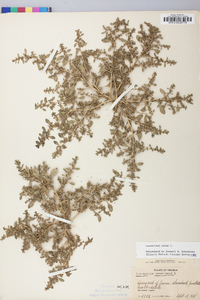 Amaranthus albus image