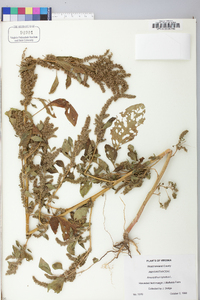 Amaranthus hybridus image