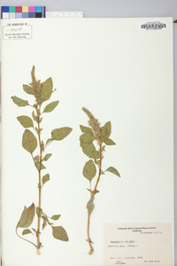 Amaranthus hybridus image