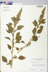 Amaranthus hybridus image