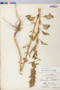 Amaranthus hybridus image