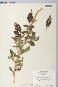 Amaranthus spinosus image