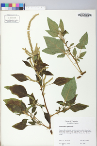 Amaranthus spinosus image