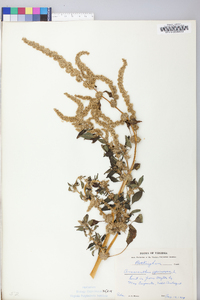 Amaranthus spinosus image