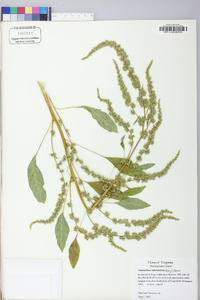 Amaranthus tuberculatus image