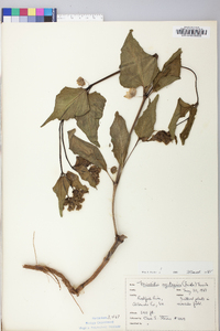 Mirabilis nyctaginea image