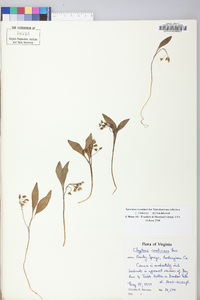 Claytonia caroliniana image