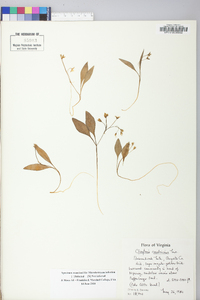 Claytonia caroliniana image