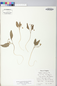 Claytonia caroliniana image